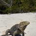 iguana_cuban_jar_v_1506_cub3448.jpg